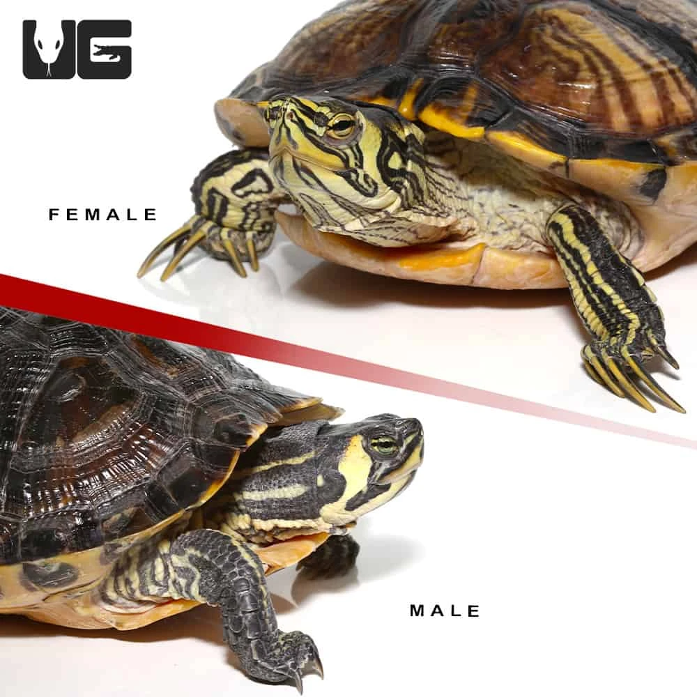 Juvenile Yellowbelly Slider Turtle Pair