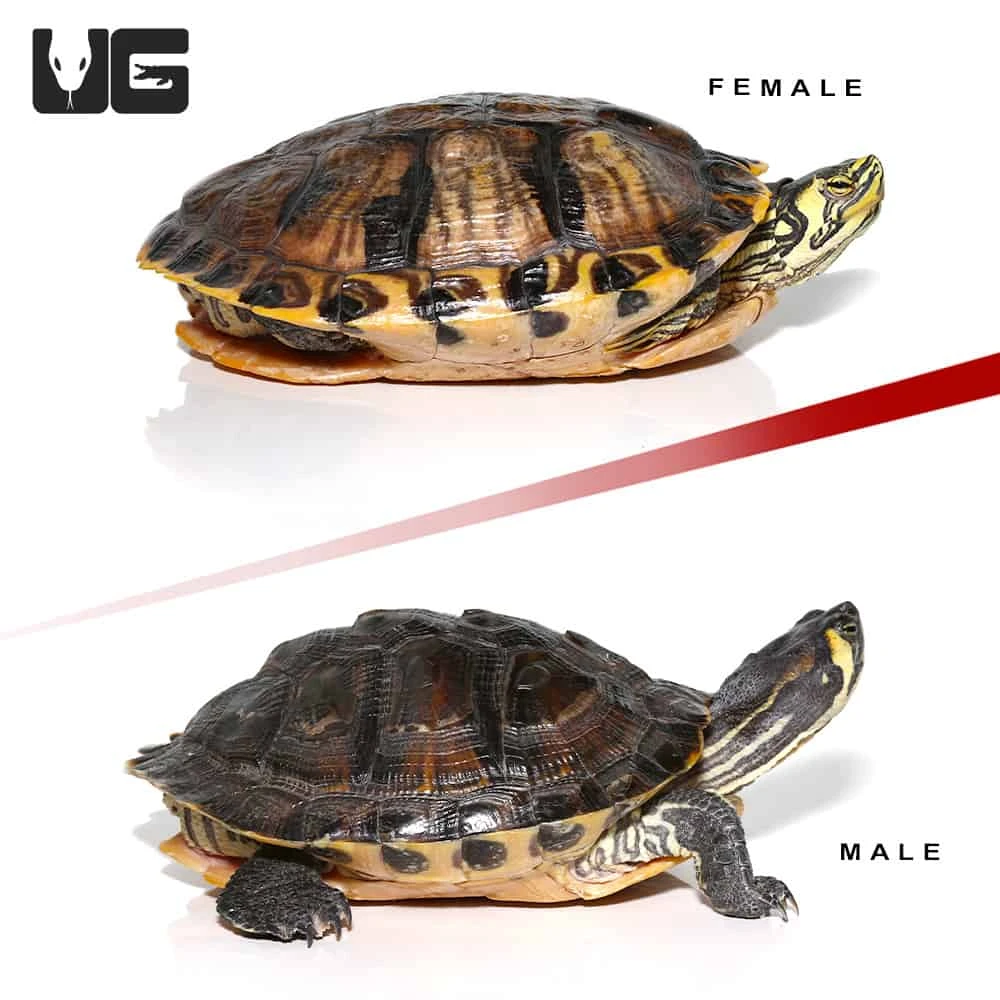 Juvenile Yellowbelly Slider Turtle Pair - Image 2