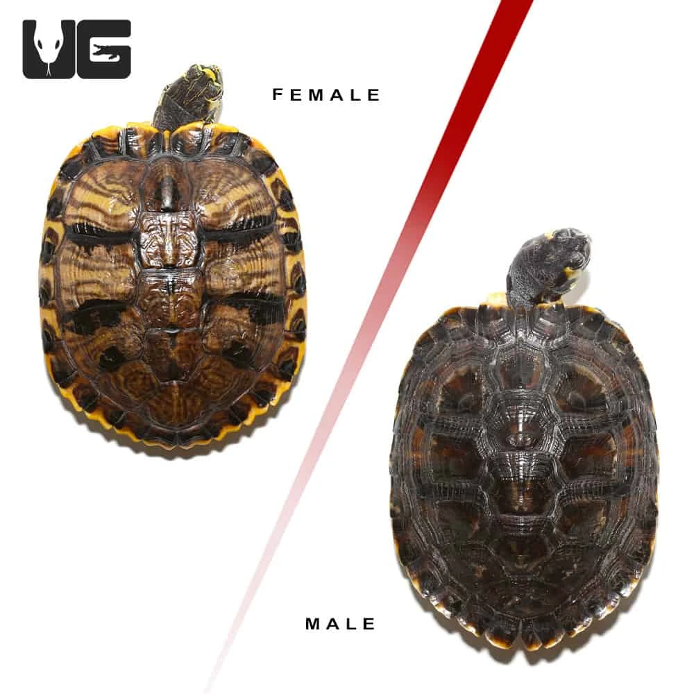Juvenile Yellowbelly Slider Turtle Pair - Image 3