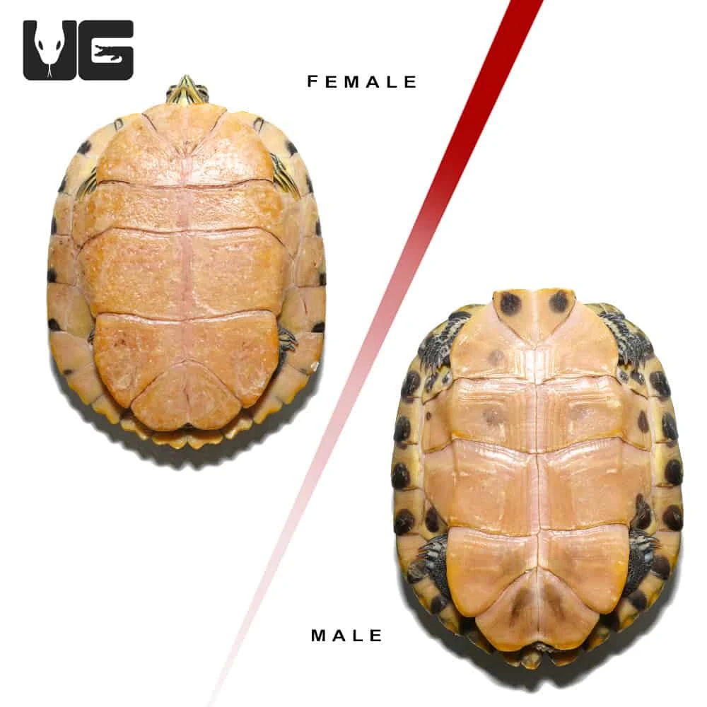 Juvenile Yellowbelly Slider Turtle Pair - Image 4