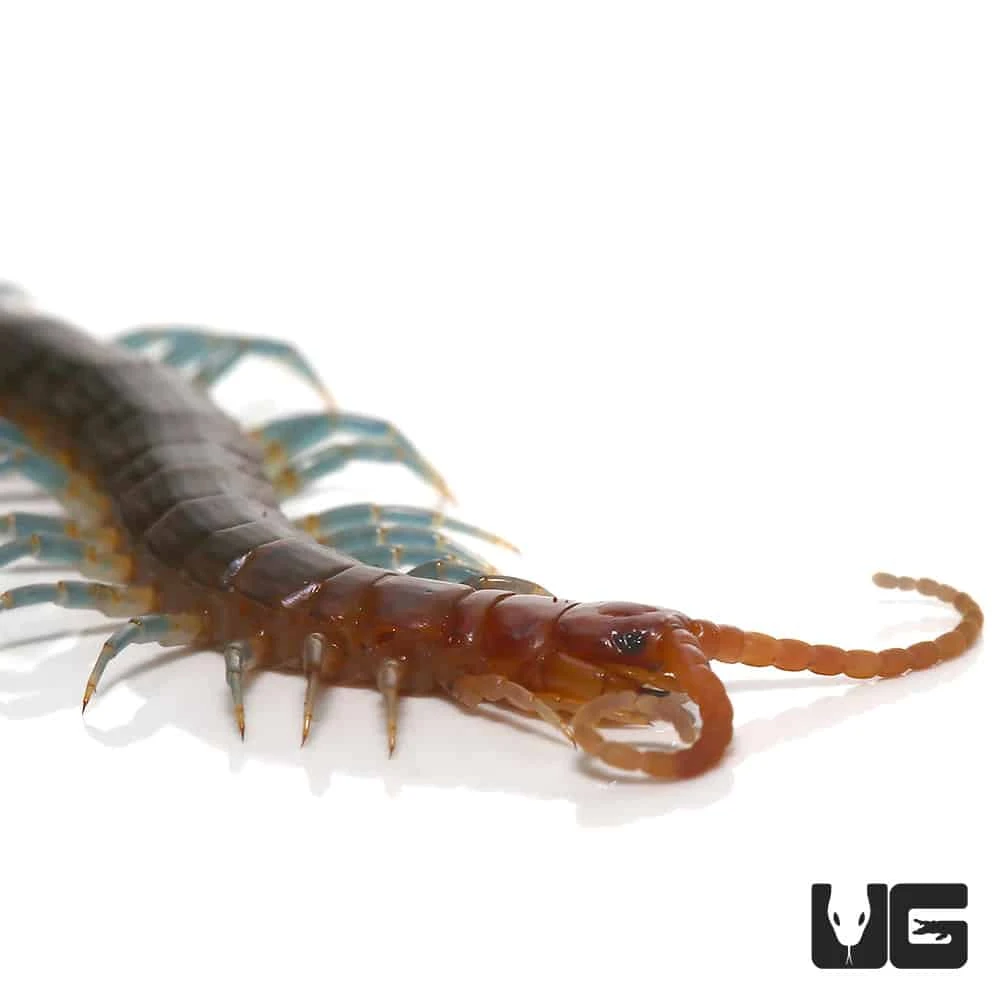 Blue Keeled Centipede - Image 2