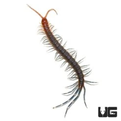 Blue Keeled Centipede