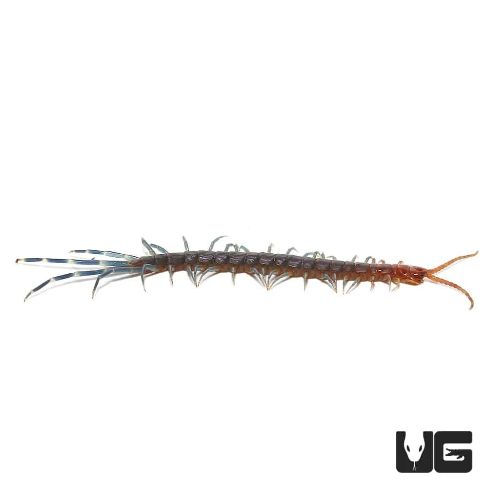 Blue Keeled Centipede - Image 3