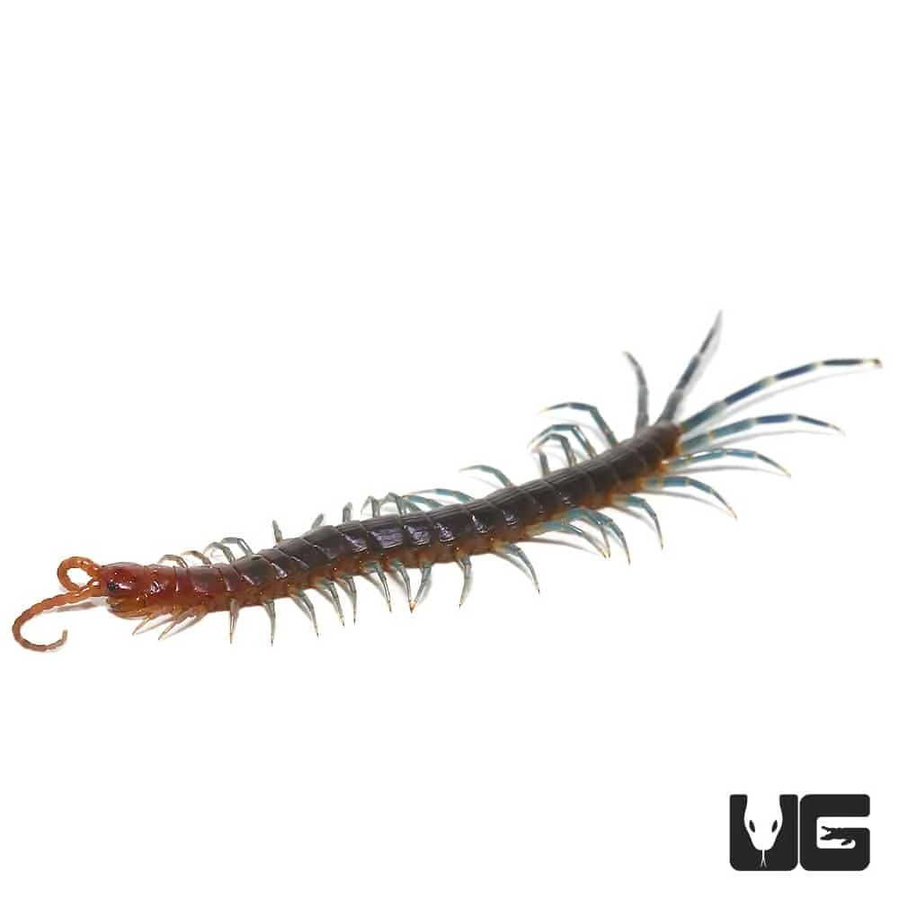 Blue Keeled Centipede - Image 4