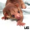 Baby Female Kinkajou