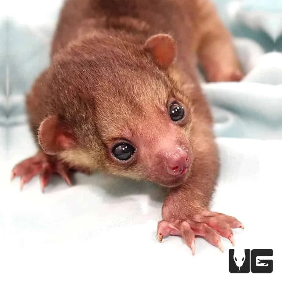 Baby Female Kinkajou