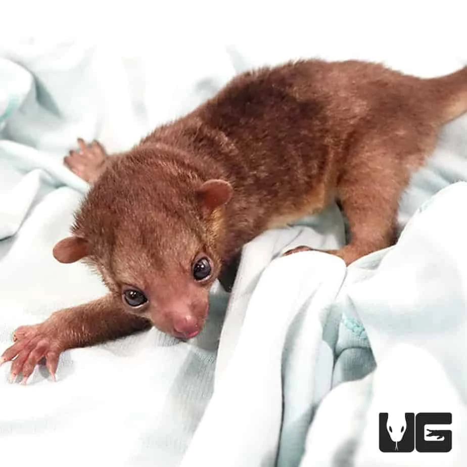 Baby Female Kinkajou - Image 2