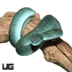 Female Komodo Island Pit Vipers *PROVEN BREEDER*