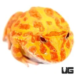 Large Albino Pacman Frog
