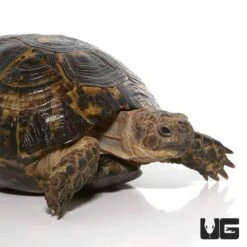 Lebanese Greek Tortoise