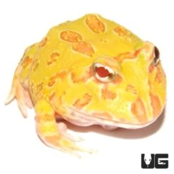 Lemon Albino Pacman Frog
