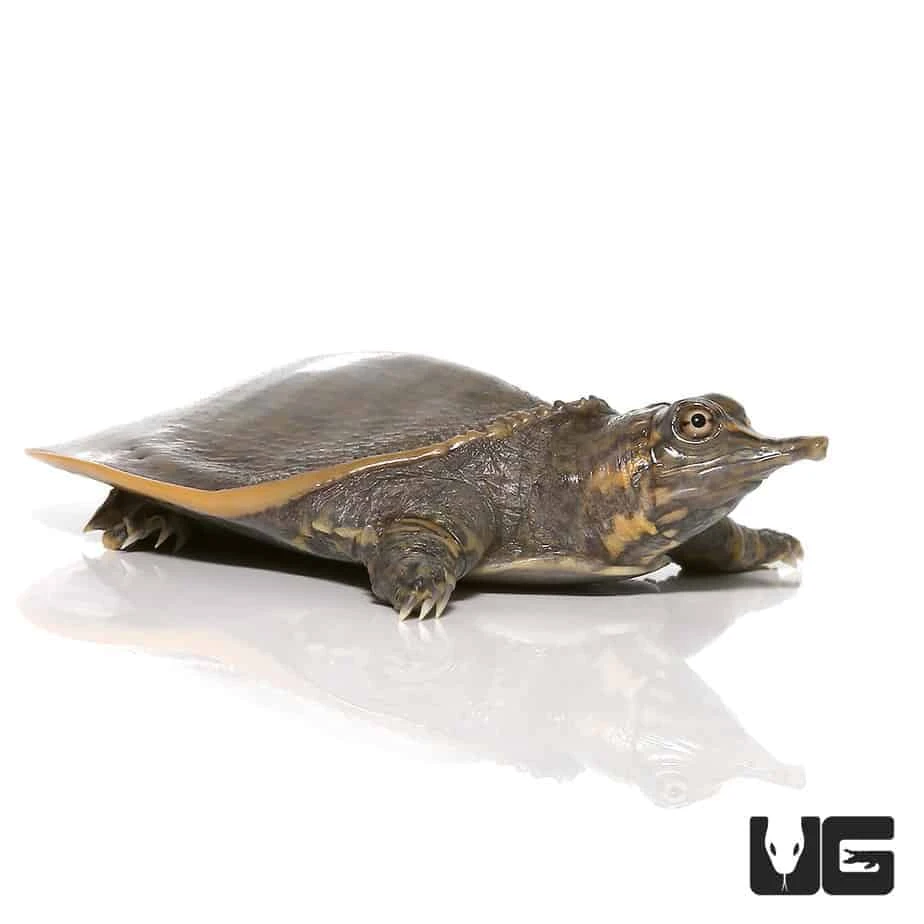 Leopard Hybrid Softshell Turtle