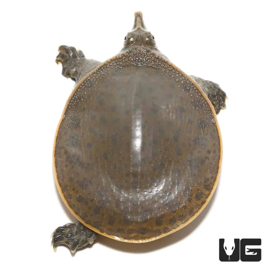 Leopard Hybrid Softshell Turtle - Image 2