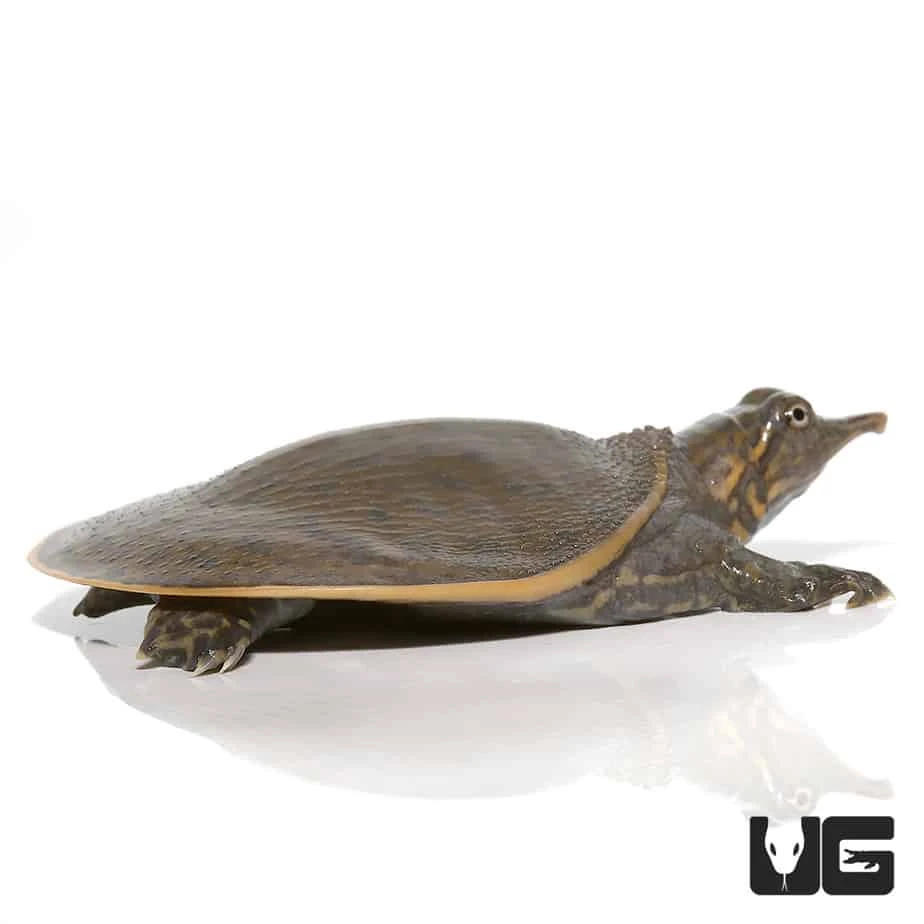 Leopard Hybrid Softshell Turtle - Image 4