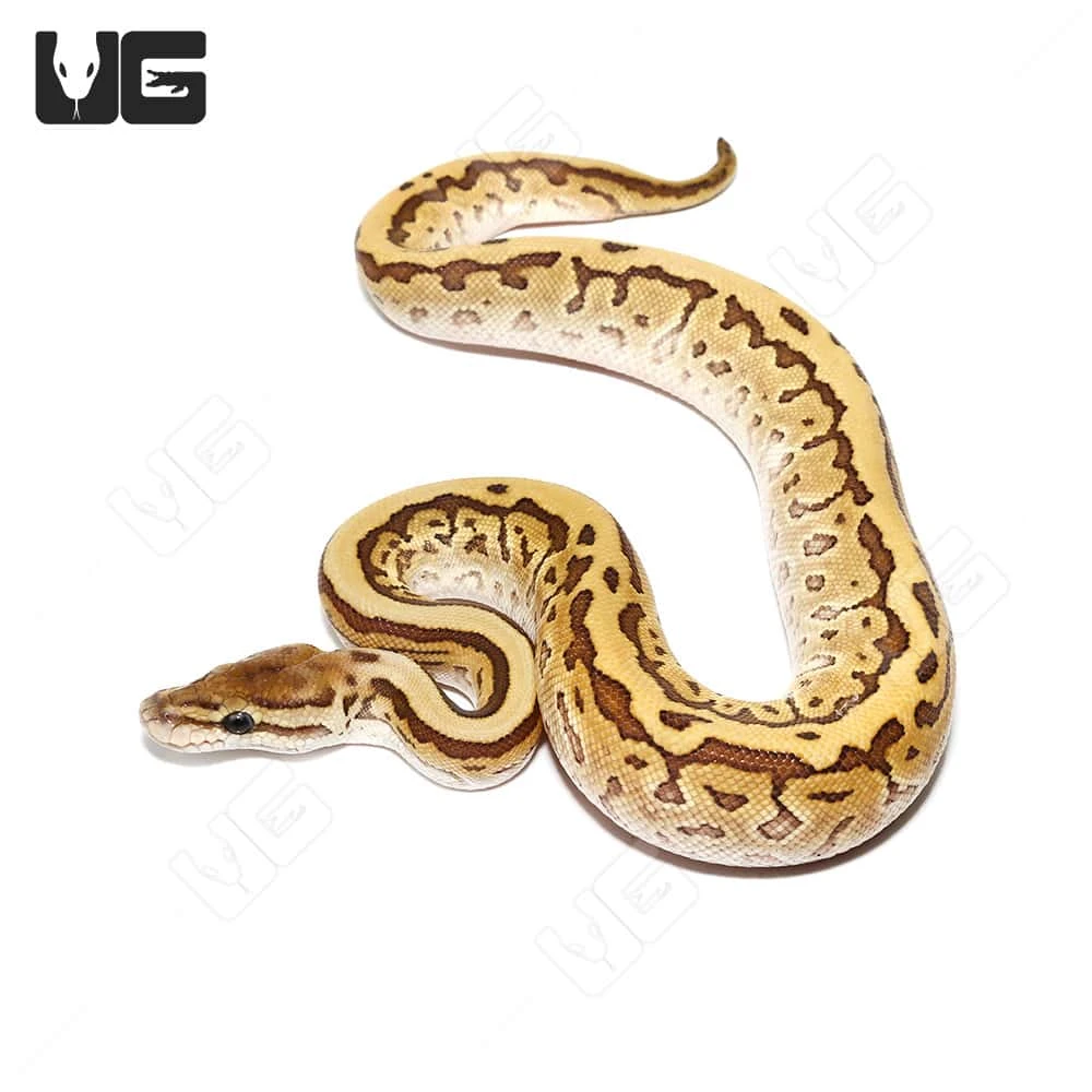 Baby Female Lesser Pinstripe Ball Python
