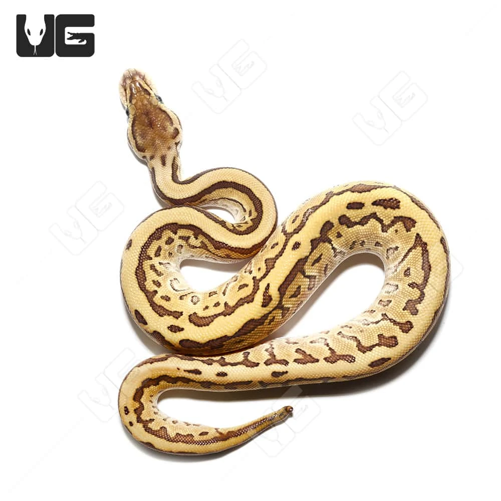 Baby Female Lesser Pinstripe Ball Python - Image 2