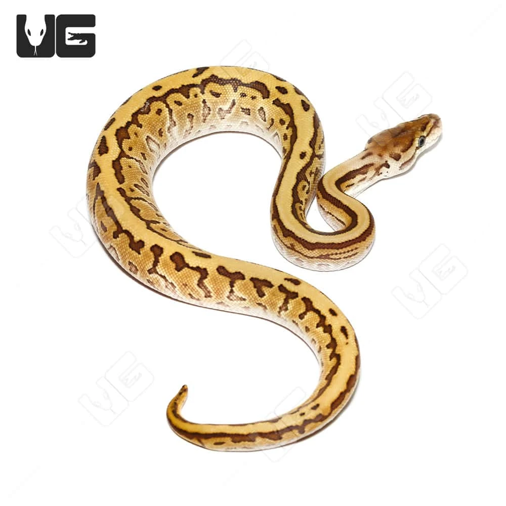 Baby Female Lesser Pinstripe Ball Python - Image 4