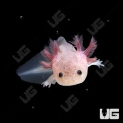 Leucistic Axolotl