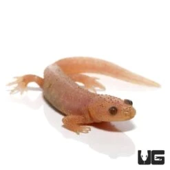 Leucistic Spanish Ribbed Newt