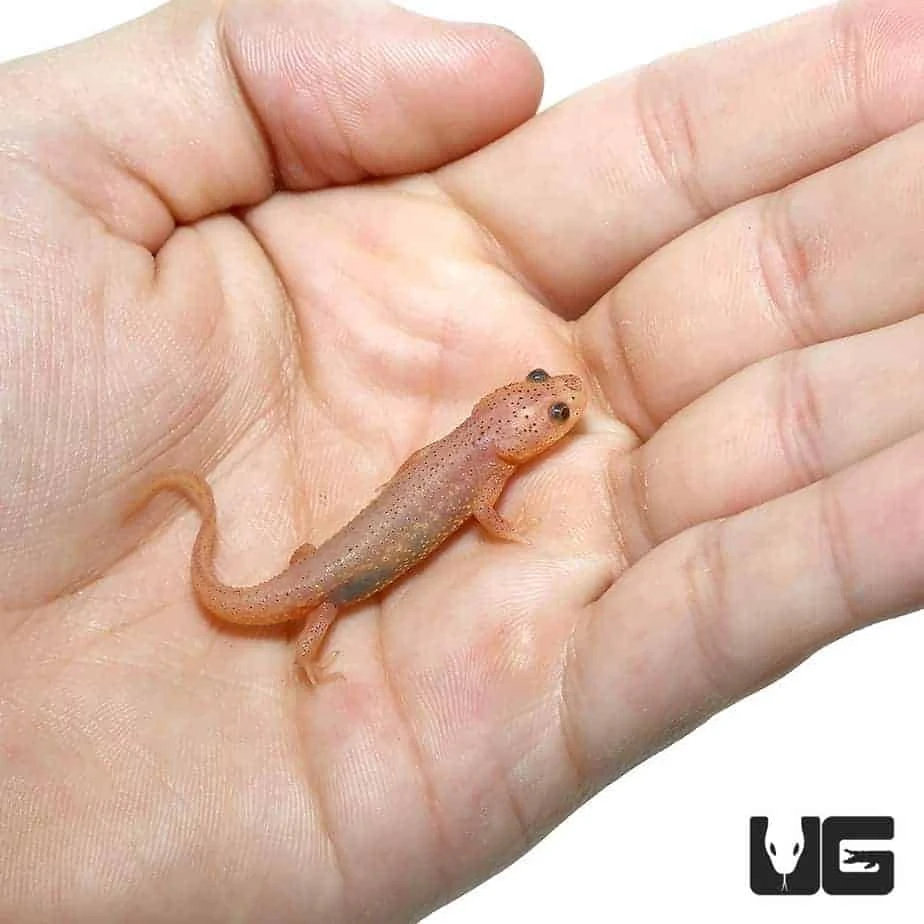 Leucistic Spanish Ribbed Newt - Image 2