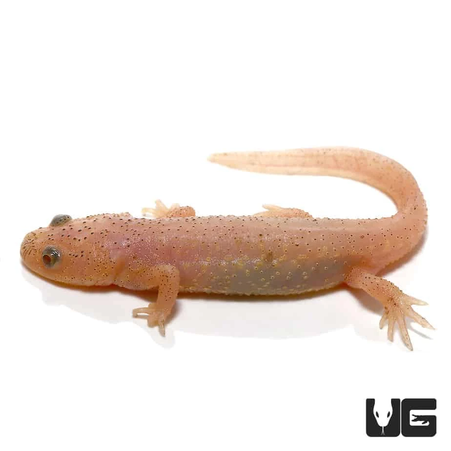 Leucistic Spanish Ribbed Newt - Image 3