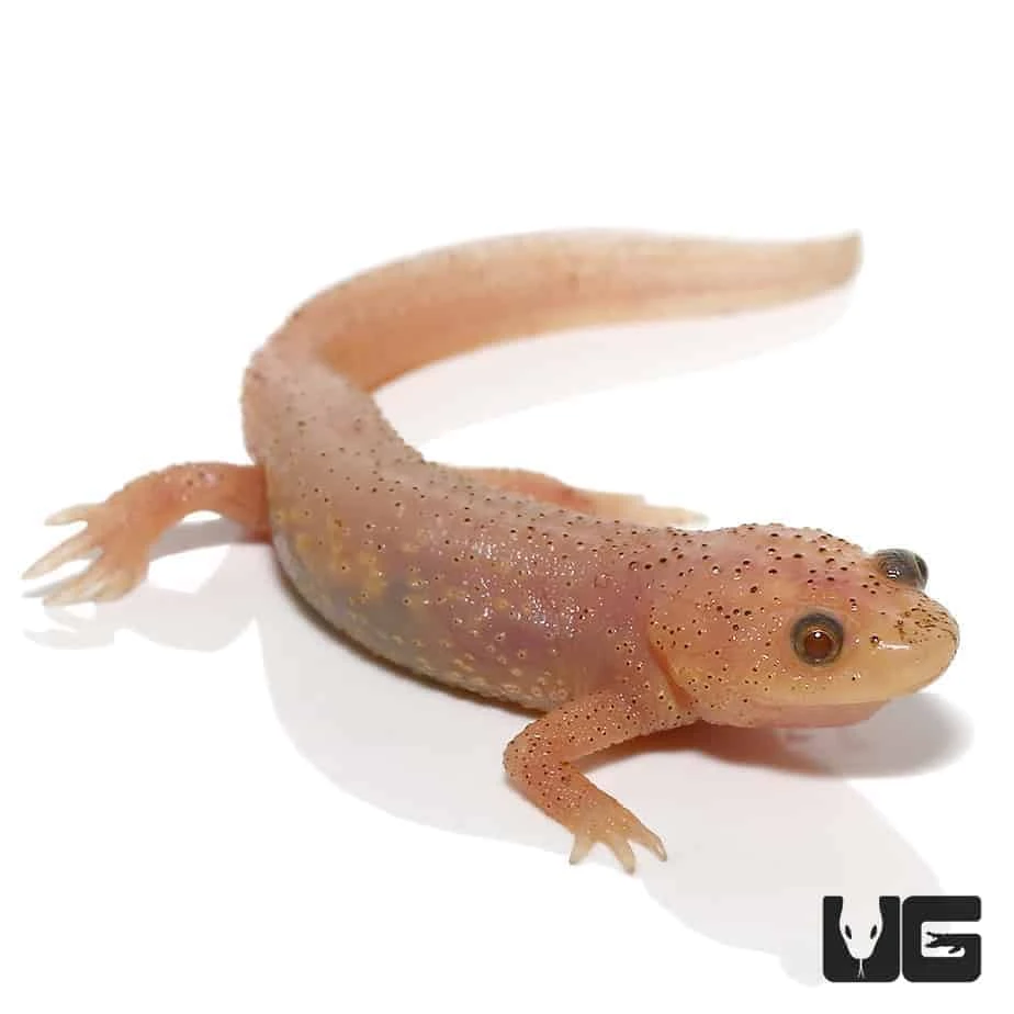 Leucistic Spanish Ribbed Newt - Image 4