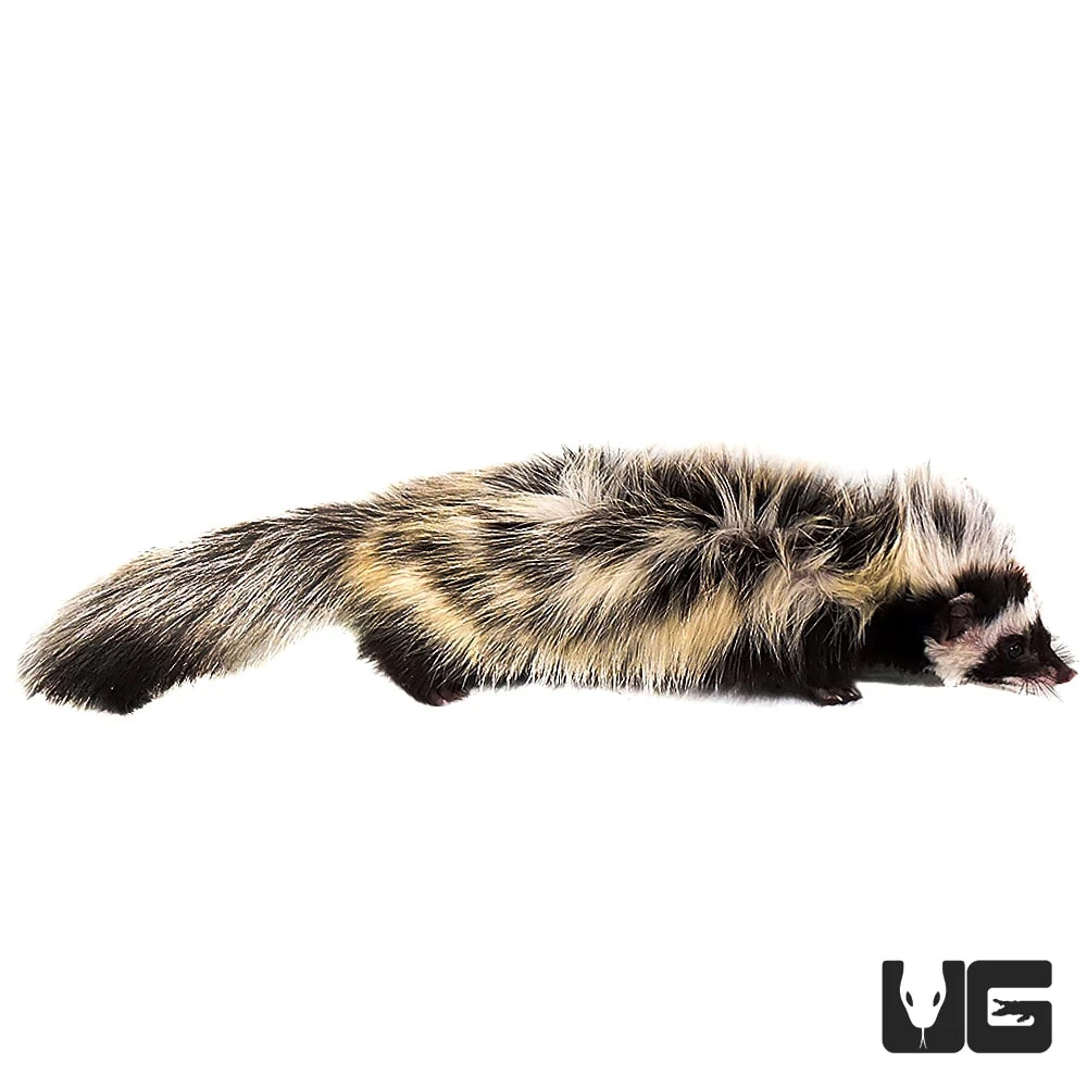 Libyan Striped Weasel - Image 3