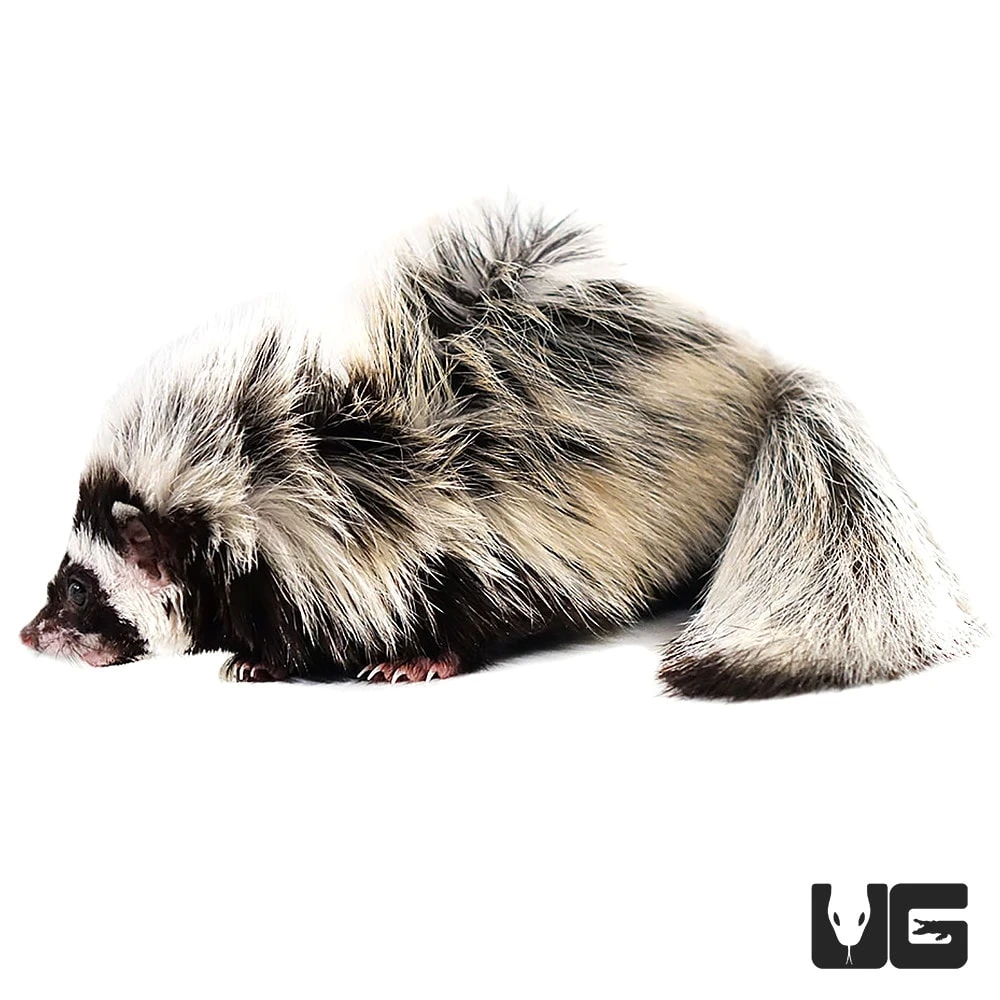 Libyan Striped Weasel - Image 4