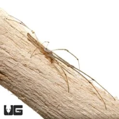 Long Jawed Orb Weaver (.5 – .75”)