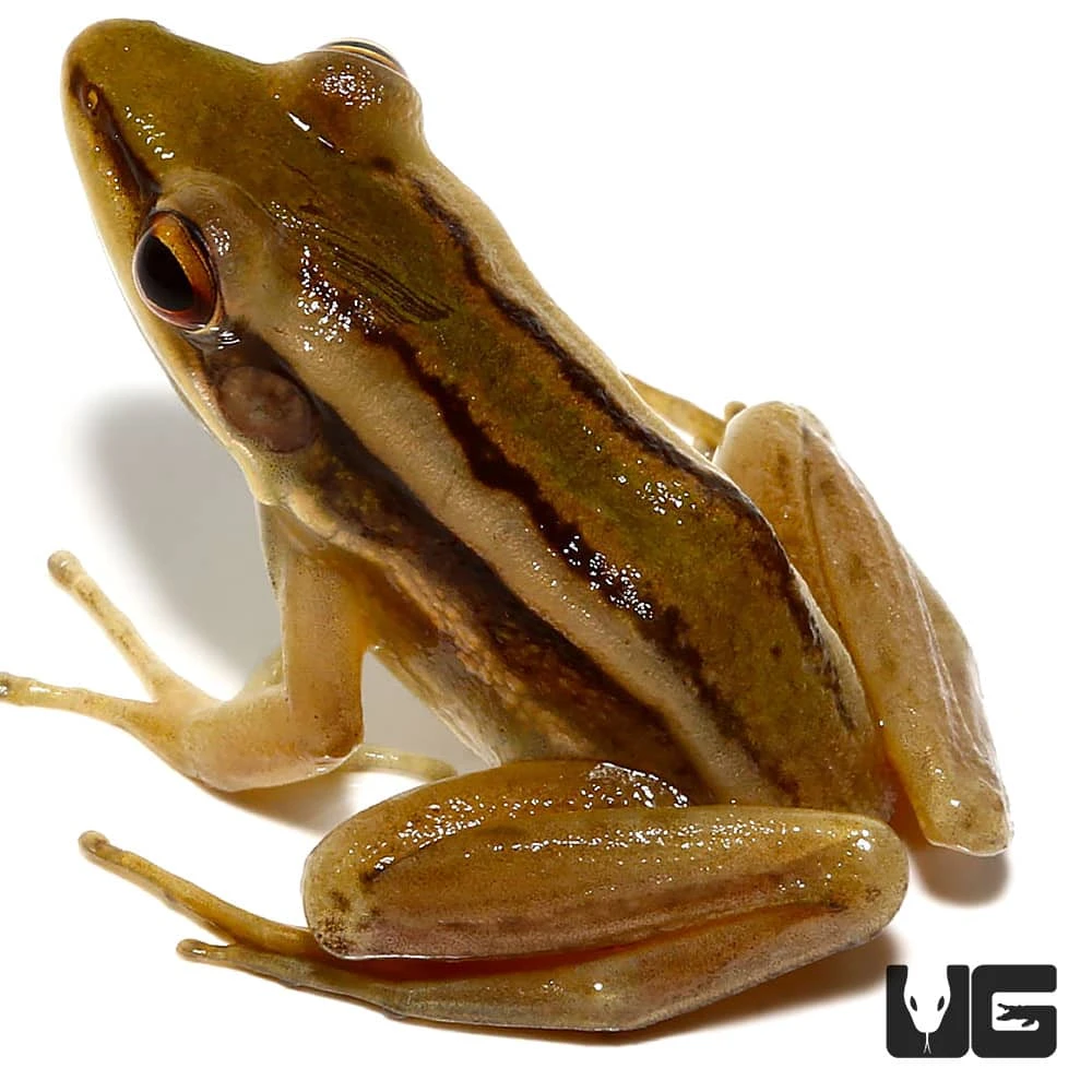Long Toed Frog - Image 2