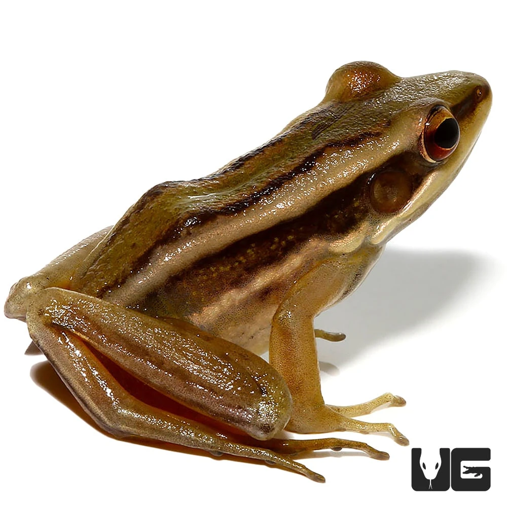 Long Toed Frog - Image 3