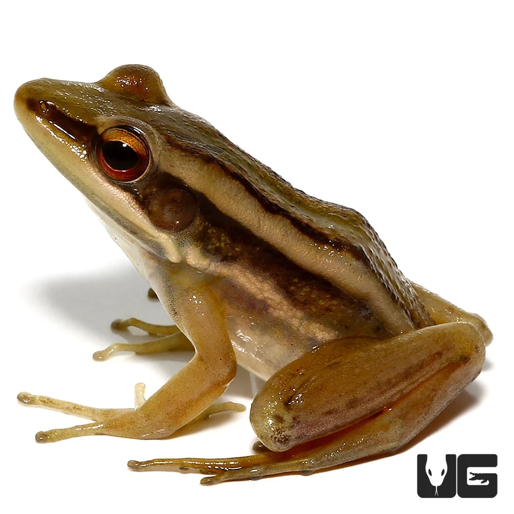 Long Toed Frog - Image 4