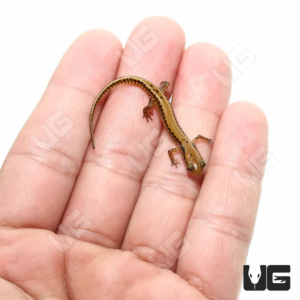 Long Tail Salamander - Image 4