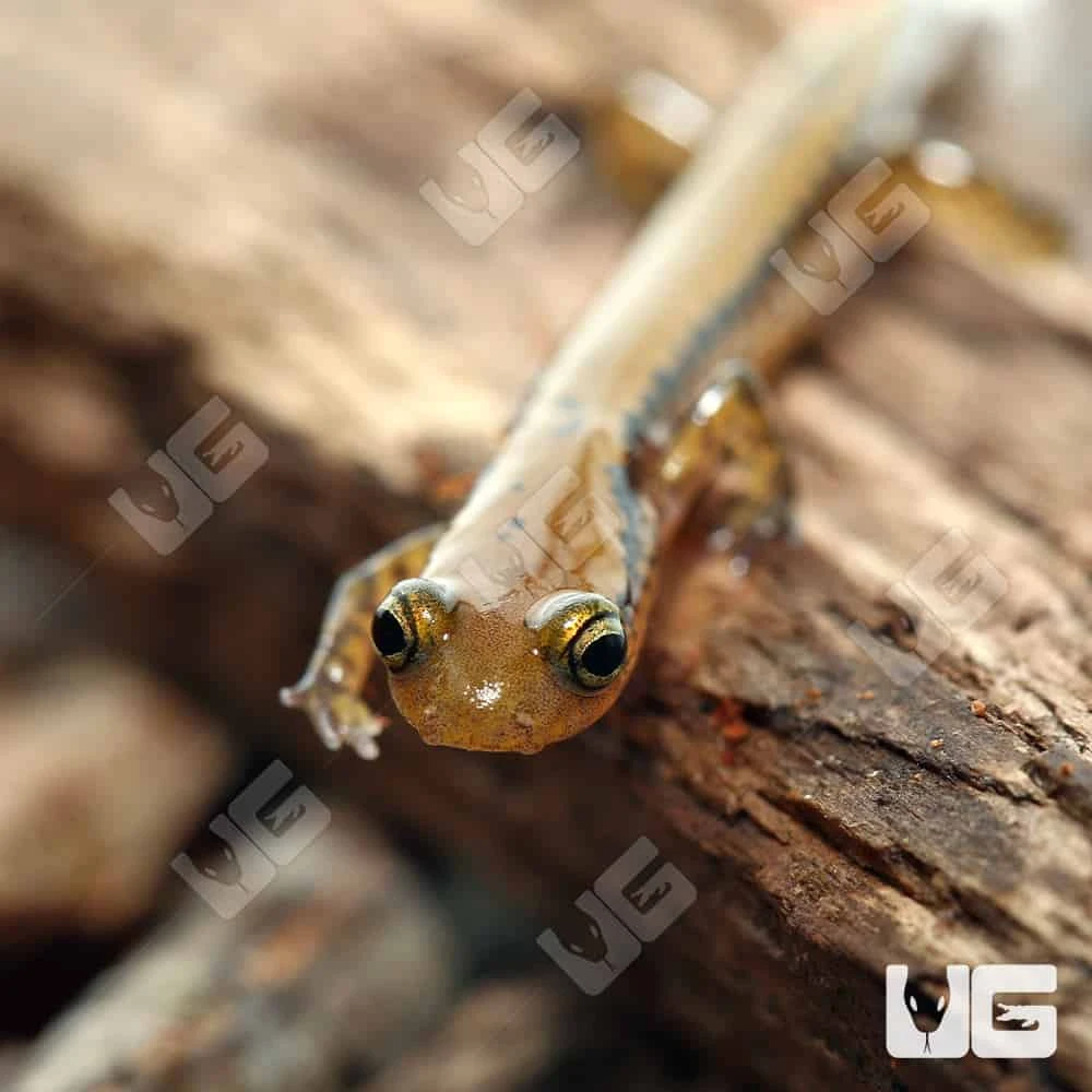Long Tail Salamander - Image 3