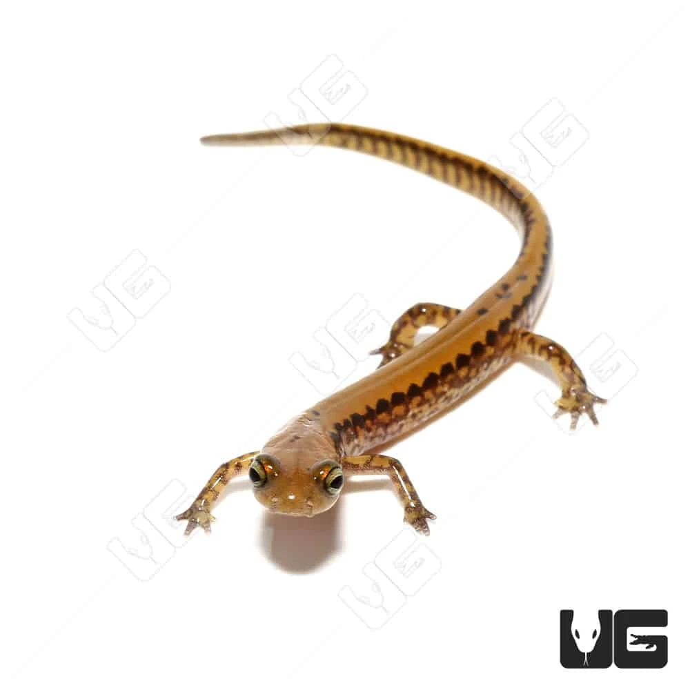 Long Tail Salamander - Image 2