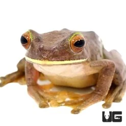 Malagasy Gliding Frog