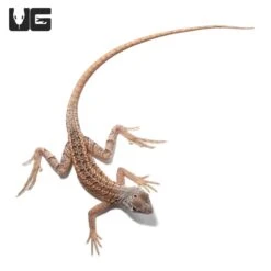 Malagasy Three Eyed Lizard