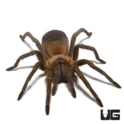 Male Colombian Purple And Gold Tarantula (1.5 – 1.75”)