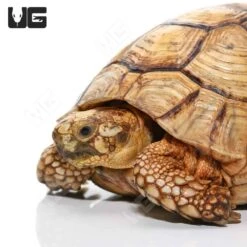 Male Golden Greek Tortoise #1