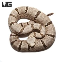 Male Tamilaupin Rock Rattlesnake