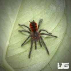 Manganegra Giant Birdeater Tarantula (1 – 1.5”)