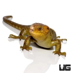 Mango Phase Monkey Tail Skink