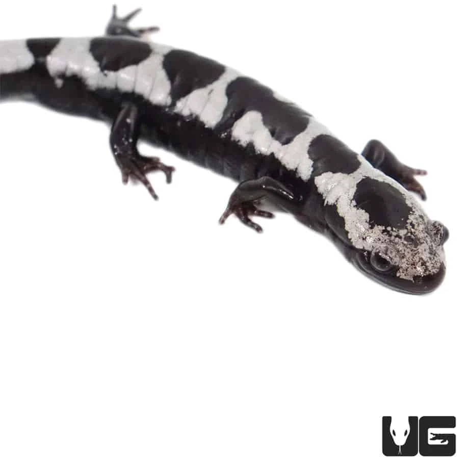 Marbled Salamander