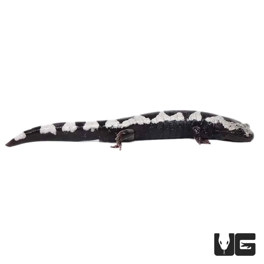 Marbled Salamander - Image 2
