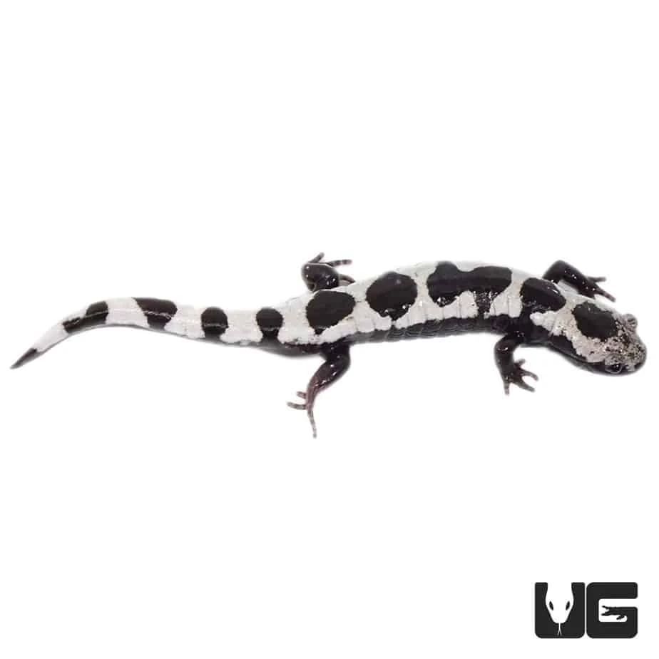 Marbled Salamander - Image 3