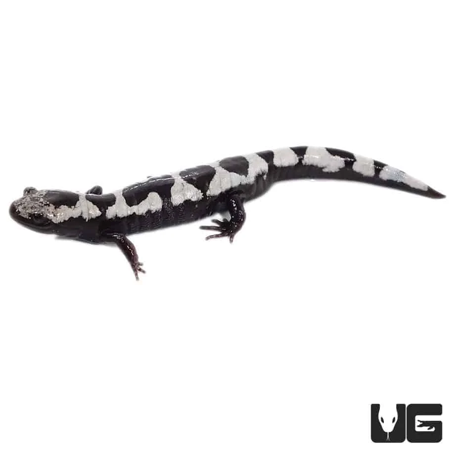 Marbled Salamander - Image 4