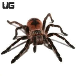 Mascara Giant Birdeater Tarantula (1.25 – 2”)