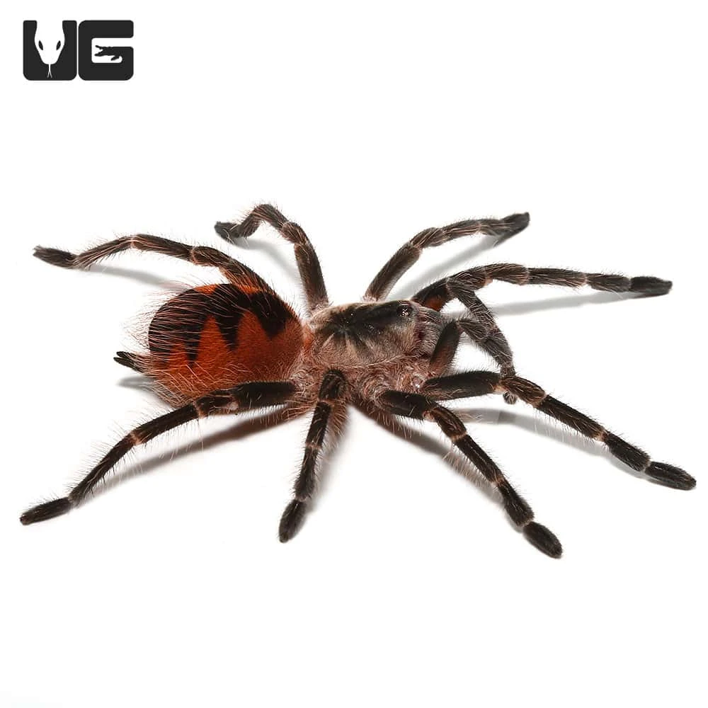 Mascara Giant Birdeater Tarantula (1.25 – 2”) - Image 4