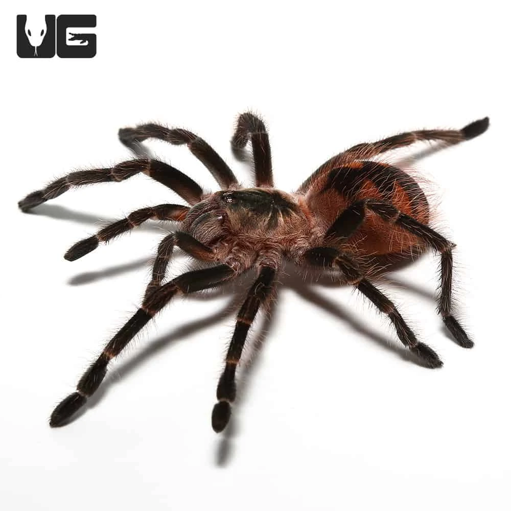 Mascara Giant Birdeater Tarantula (1.25 – 2”) - Image 3
