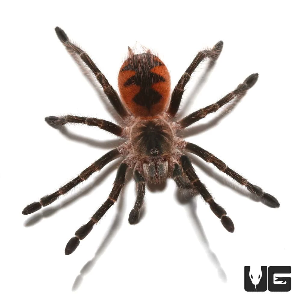 Mascara Giant Birdeater Tarantula (1.25 – 2”) - Image 2